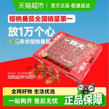   		一顆大 玲瓏串收櫻桃番茄酸甜水果新鮮采摘 1kg 
券后18.8元 		