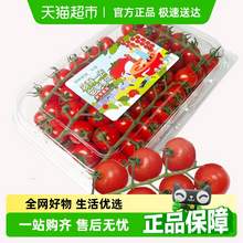   		88VIP會(huì)員：一顆大 串收櫻桃小番茄應(yīng)季水果生吃西紅柿非千禧圣女果帶枝發(fā)貨家庭裝2斤 券后17.9元 		