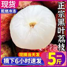   		頂掌柜 黑葉荔枝5斤新鮮現(xiàn)摘樹(shù)上熟荔枝當(dāng)季時(shí)令大果甜整箱 18.9元 		