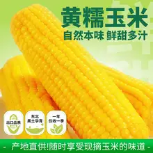   		吉林省農投旗下品牌！田本部 黃糯玉米 220~240g*8棒 
￥15.71 		