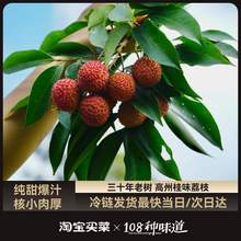   		廣東高州桂味荔枝 帶箱5斤 禮盒裝 16g+ 29.68元 		