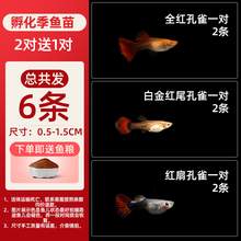   		冰藍孔雀魚活魚觀賞魚缸小魚苗淡水耐活好養(yǎng)自來水金魚小型熱帶魚 10.71元 		