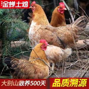 10點(diǎn)開始，緣琳山 大別山散養(yǎng)500天金蟬老母雞 1150g*2件