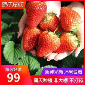 鲜味岭 新鲜现摘 攀西草莓礼盒装 2.5斤