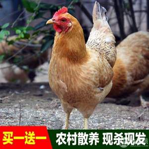 皇谷種 2年農(nóng)家散養(yǎng)土雞老母雞2斤*2只