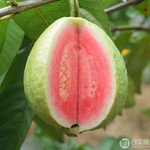 果悟空 廣西紅心芭樂番石榴10斤 