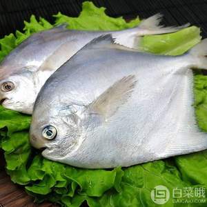 星渔 舟山新鲜海捕鲜冻银鲳鱼3斤