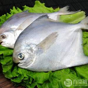 星漁 舟山新鮮海捕鮮凍銀鯧魚(yú)3斤