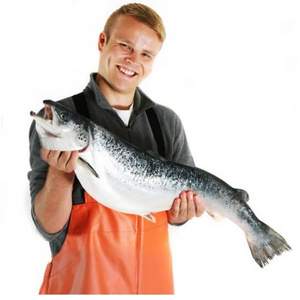 鲜佰客 智利进口 冰冻整条三文鱼（大西洋鲑）13斤-14斤