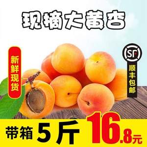 留香岛 新鲜陕西大黄杏 5斤