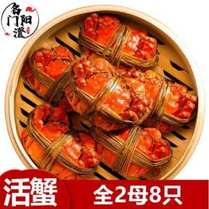 名门阳澄 鲜活全母大闸蟹 1.8-2.1两*8只礼盒装