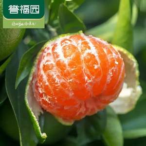 誉福园 云南青皮无籽蜜桔（单果50-60mm）5斤