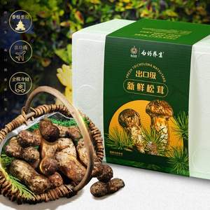 云南白药官方出品，云南特产 鲜松茸菌菇（7cm以上） 礼盒装 500克