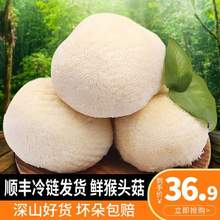 福建特产，古松 新鲜猴头菇2斤（约6-10个）