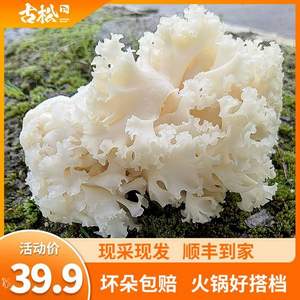 世界上W一的“阳光蘑菇”，古松 新鲜绣球菌干巴菌 500g装