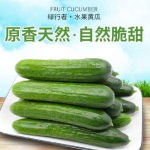 北京奥运会食材供应商，绿行者 荷兰水果黄瓜 5斤