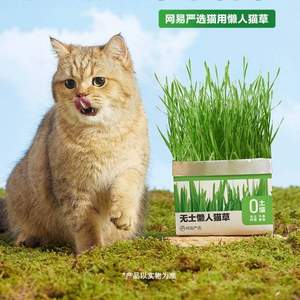 网易严选 懒人无土猫草盆栽*3包