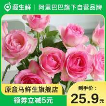 盒马 源生鲜 云南基地直供 随机色玫瑰花鲜花速递 10支 