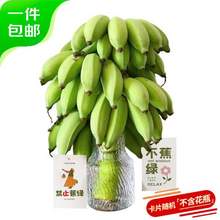 京鲜生  禁止蕉绿苹果蕉 带杆水培香蕉 净重7-8斤