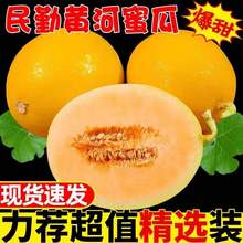 淘寶買菜 甘肅民勤蜜瓜（單果1250g+）3-4斤