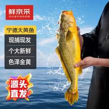 鲜京采 福建宁德冰鲜黄鱼 500g*2条