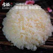 古松 新鲜银耳白木耳鲜活雪耳 6朵/700g