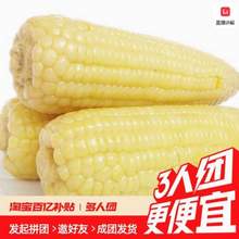 <span>白菜！</span>淘宝买菜农场直发 东北白糯玉米 250g*8根