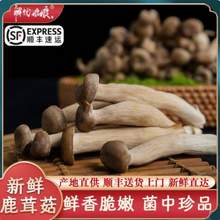 解忧娘娘 新鲜鹿茸菇  1000g