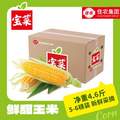 佳農(nóng) 寶菜 山東新鮮水果玉米 單根275g+/凈重4.6斤