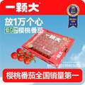 一颗大 玲珑串樱桃番茄礼盒装 1kg*2盒