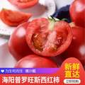 古寨山 山东海阳普罗旺斯西红柿 单果80g以上 4.5斤