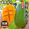 淘宝买菜 云南凯特芒果大青芒 带箱5斤（单果400g+）