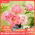 京东鲜花 落日珊瑚 芍药鲜切花 10枝