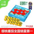 一颗大 黄串番茄 带枝整串樱桃番茄 850g
