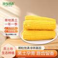 <span>白菜！<span>珍谷诱惑 非转基因 东北黄糯玉米 10支×200g