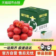 <span>白菜！</span>北京奥运会食材供应商，绿行者 桃太郎小粉番茄新鲜西红柿 5斤