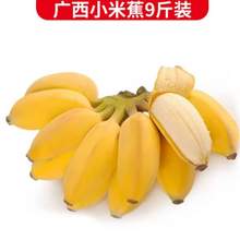 静益乐源 广西小米蕉 净重9斤