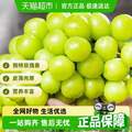 PANZHIHUA FRUIT 攀果 陽光玫瑰葡萄 香印青提 4.5斤 大果 單果10-12g 
