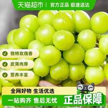 PANZHIHUA FRUIT 攀果 陽(yáng)光玫瑰葡萄 香印青提 4.5斤 大果 單果10-12g 