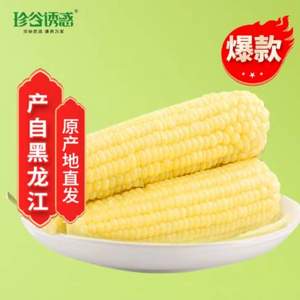 珍谷誘惑 非轉(zhuǎn)基因 真空鎖鮮白糯玉米200g*10支