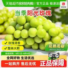 巧農(nóng)人心田 陽光玫瑰葡萄 4.5斤 單果8-10g 