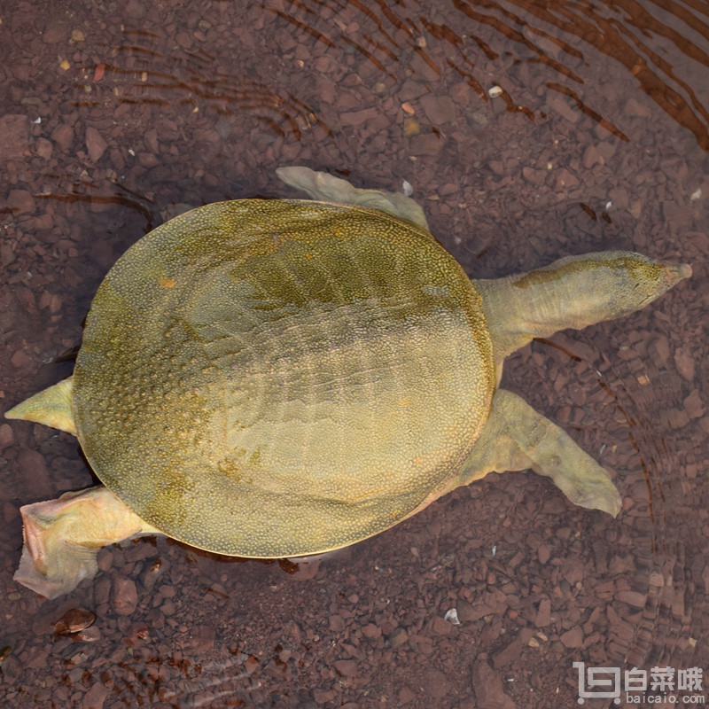 甲魚,學名鱉,俗稱水魚,團魚和王八等,鱉肉味鮮美,營養豐富,有清熱養陰